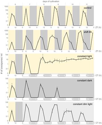 Circadian rhythms and circadian clock gene homologs of complex alga Chromera velia